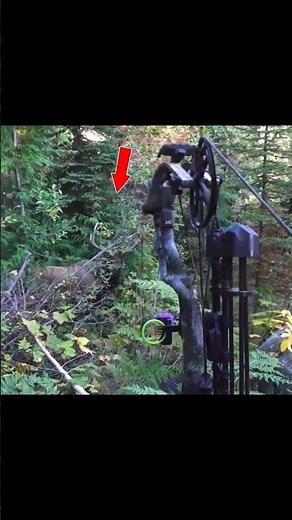 Big Bull Elk Bow Hunting #elkhunting #bowhunting