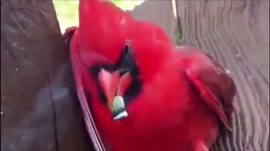 6.1K views · 86 reactions | 'Angry Bird' gets stoned after 2 men...