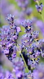 Ready to give your #lavender a glow-up? ✨Use the 8-8-8 rule! ✂️ #shorts #pruning
