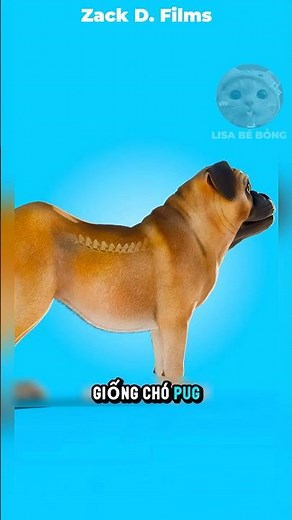 How beautiful the Bug dog breed used to be #shorts #facts