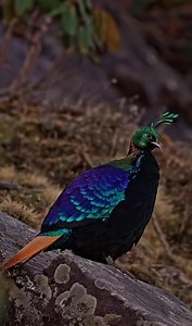 37K views · 1.2K reactions | Himalayan Monal Pheasant #himalayanmonal #wildlife #wildanimals | Shangla Wildlife | Facebook