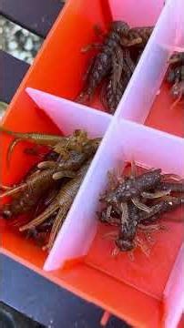 SOMBRE INSECTE #shorts #fishing