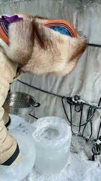 The traditional nomadic life of Mongolians! #food #cooking #Mongolia