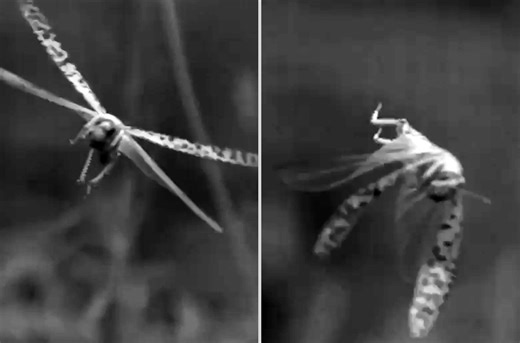 This tracking system could change how we observe insects mid-flight