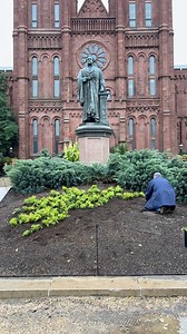It’s time to change out the Smithsonian Sunburst. Chamaecyparis pisifera ‘Filifera Aurea’ was chosen for its soft weeping, golden foliage, slow growth habit, and its ability to be sheared. 📷: Rick S., Horticulturist #PublicGarden #SmithsonianGardens #Topiary #Horticulture | Smithsonian Gardens