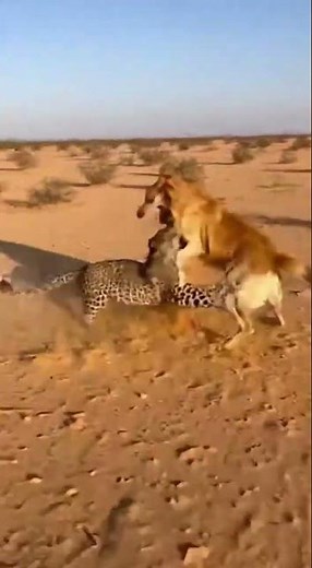 Leopard vs Dog Real Fight | Kangal Dog vs Leopard Unexpected Encounter