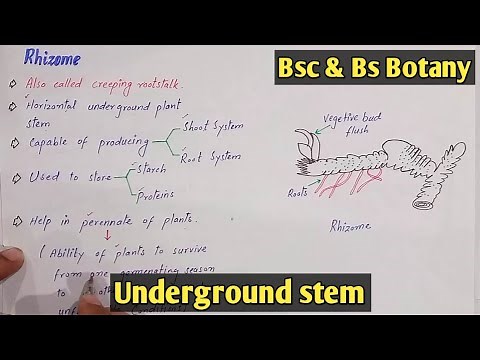 Underground stem | Tubers, Rhizome, Bulb And Corms | Class Bsc Botany