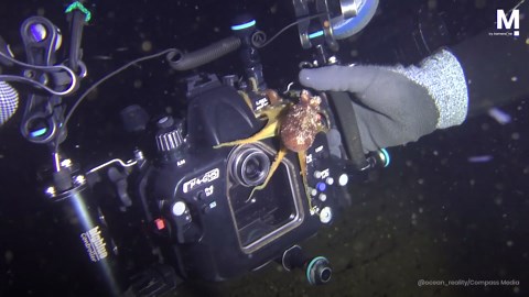 Amorous octopus looks for mate in reflection on diver's camera
