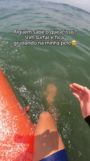 depois de gravar o vídeo senti tontura e enjoo, alguém sabe o que é? #mar #viral #animal