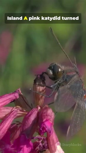 Why a Pink Bug Hides Better Than You Think #biophotonics #biotechnology #researchawards