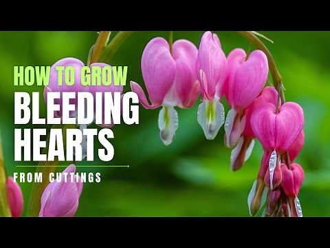 How to Grow Bleeding Hearts (Dicentra spectabilis) from Cuttings | Perennial Garden