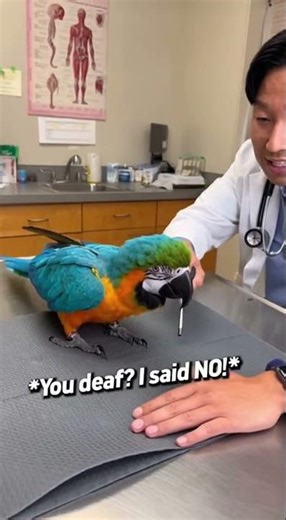 Parrot LOSES IT at the Vet 😂🦜 #ParrotTantrum