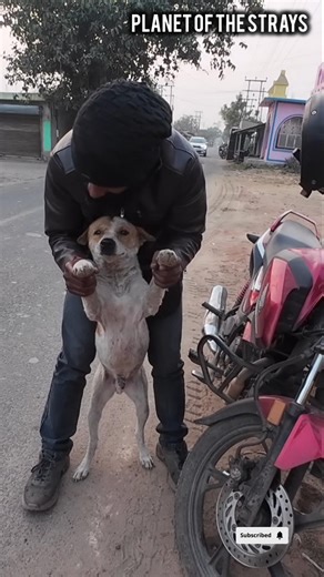 “Stray Dog + Love = Pure Happiness 🥰” #shorts #humanity #happiness #adoptstrays #pets #explore #fyp