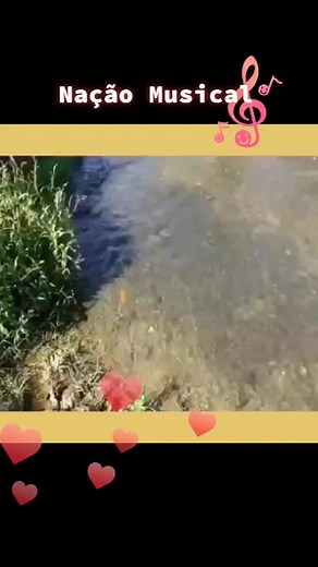 Flowing River and Nature Scenes in Brazil