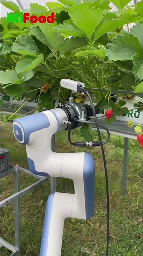 Revolutionizing Agriculture: Meet MiFood's Strawberry Picking Robot!
