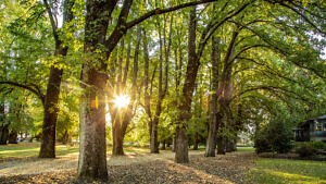 Cook Park - Orange City Council