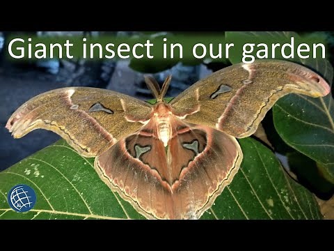 Giant Atlas Moth in Philippine Garden