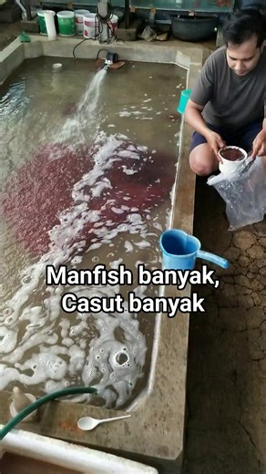 Bos pakan di Krukut Depok Fandi AR , mao mesen kutu air juga bisa ke Bang fandi #pakanikan #manfish #casut #kutuair #ikanhias | Achmad Zakwani