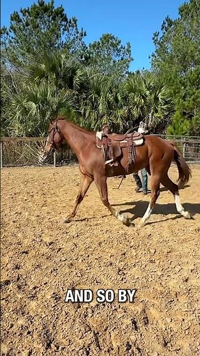 Focusing on this is the key to a great canter