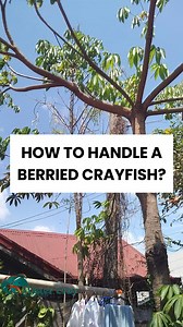 163K views · 4.3K reactions | 咽Crayfish Farming Tips #005 Paano nga ba maghandle ng ating Berried Crayfish? | Mister Cray | Facebook