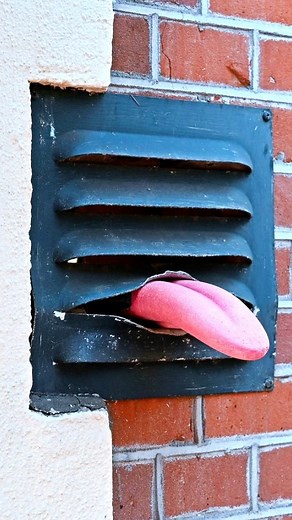 60 Second Docs on Instagram: "Frankey @streetartfrankey is a street artist from Amsterdam whose urban interventions give everyday street elements an extraordinary upgrade. He transforms mundane objects into creative art installations, injecting a delightful twist into the concrete jungle. #streetart #cityart #minions #starwars #batman"