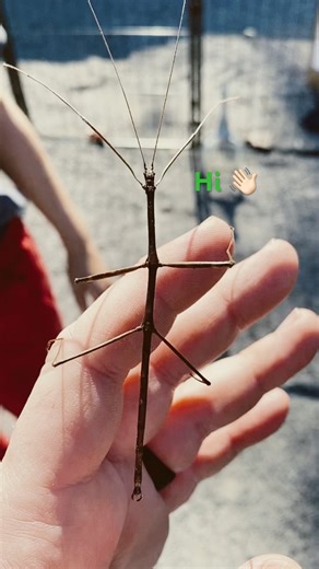 Walking Stick bug climbing to the summit! #shorts #bugs #insects
