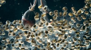 Human Footprint - The Rise, Reign, and Reckoning of Australia’s Cane Toads - Twin Cities PBS