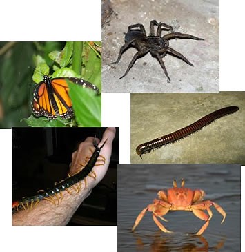 Características gerais dos artrópodes. Artrópodes - Brasil Escola