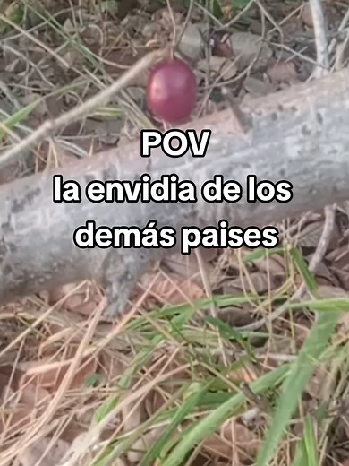 Solo en Venezuela🇻🇪 #campo #llano #venezuela #latino #colombia #pov #mexico