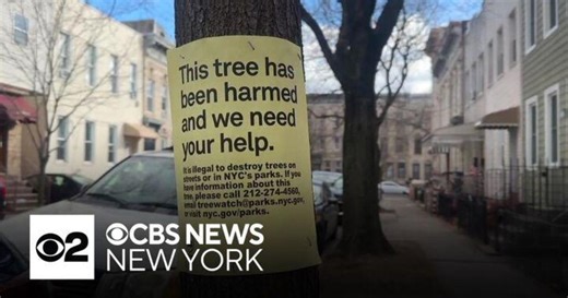 Queens community outraged over brazen attempt to destroy neighborhood trees