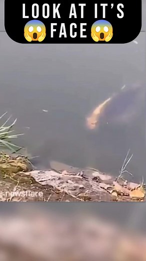 56K views · 8.5K reactions | Fish with a... Human Face? 廊 Cameraman Shock! #Weird #creepy #strange | Paranormal Panda | Facebook