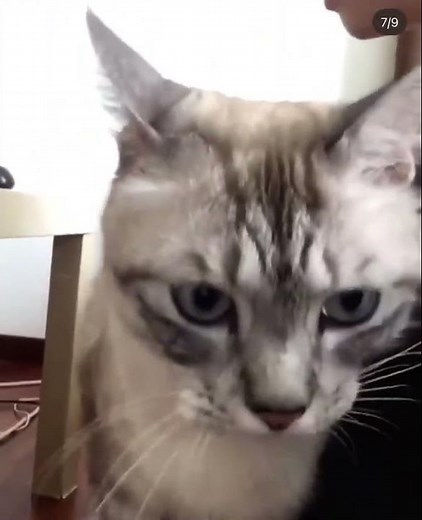 Maine Coon + Persian Cat For Adoption - 8 Years, Tiger (manja Intelligent Boy) from Mont..