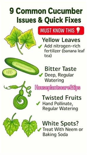 House Plants Care & Tips on Instagram: "Here are 9 common cucumber problems and how to fix them 🌱🥒 ⸻ 1️⃣ Yellow Leaves Causes: • Overwatering • Nitrogen deficiency • Poor drainage Fix: • Let soil dry slightly before watering again • Add compost or nitrogen-rich fertilizer • Improve drainage ⸻ 2️⃣ Flowers But No Fruits Causes: • Only male flowers present (early stage) • Poor pollination • Too much nitrogen Fix: • Wait for female flowers (with tiny cucumber at base) • Hand pollinate using a brus