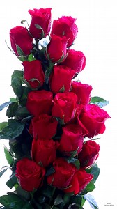 395K views · 10K reactions | Beautiful Roses | Roses | Facebook