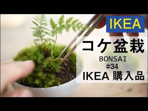 How to make moss bonsai grown in terrarium #34
