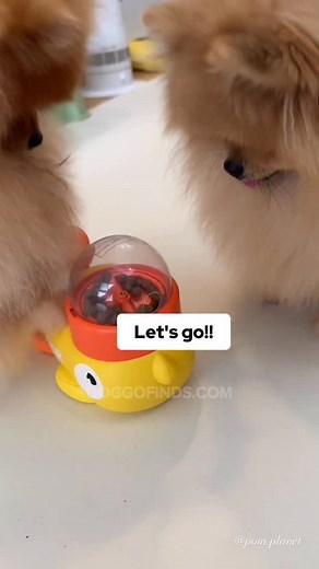 1.4K views · 2.8K reactions | New favourite toy 殺 | Pomeranian Planet | Facebook