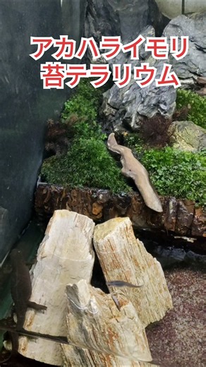 【イモリ】アカハライモリ給餌♯イモリ苔テラリウム