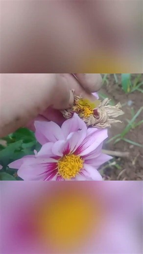 Where Are Dahlia Seeds? See How to Find and Identify Them! 🌼