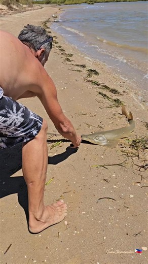 Joeve N George on Instagram: "You don't see this every day! 🌊 We accidentally hooked this prehistoric Sawfish and were blown away by its size. Since they are critically endangered, we made sure to get a quick release. ​Does anyone know why they have that "saw" on their face? (Wrong answers only! 😂) #sawfish #naturewildlife #rare Follow comment and share 👈"