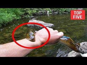 Top 5 Electric Eel Shocking Attacks On Humans