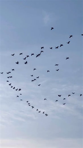 Chvama/ the great cormorant #nature #birds #wildlife #outdoors