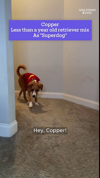 These dogs' Halloween costumes are fur-ightfully fabulous