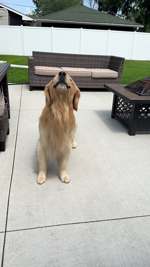 Anyone else howl at siren noises? Why do you think he does this? 🚨 #goldenretriever #dogtok #awoo