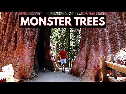 Sequoia National Park - Monster Trees