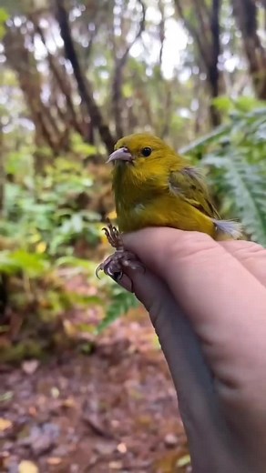 Highlighter birds! These little ones brighten up the forests of Kauaʻi with their beautiful yellow colors and sweet trilling song. Mahalo to my friends over on Kauaʻi for the videos. #anianiau #honeycreeper #birds #endemic #hawaii #kauai