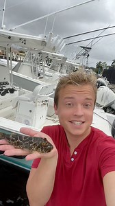 57K views · 1.5K reactions | Poisonous pufferfish catch and cook! | Gray Davis | Facebook