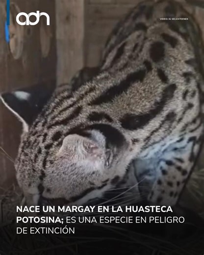 ¡Un nacimiento que representa esperanza!🤩🐯 Un tigrillo o margay, felino de la familia de los jaguares y ocelotes, y especie en peligro de extinción⚠️, nació en los primeros días de este en 2026 en la Huasteca Potosina y enciende una nueva ilusión para la conservación de la especie.🐅 La Asociación Civil Ecologista, Selva Teenek A.C compartió detalles del nacimiento e informó que la cría se encuentra en buen estado de salud, por lo que será liberado en su hábitat natural cuando sea el momento o
