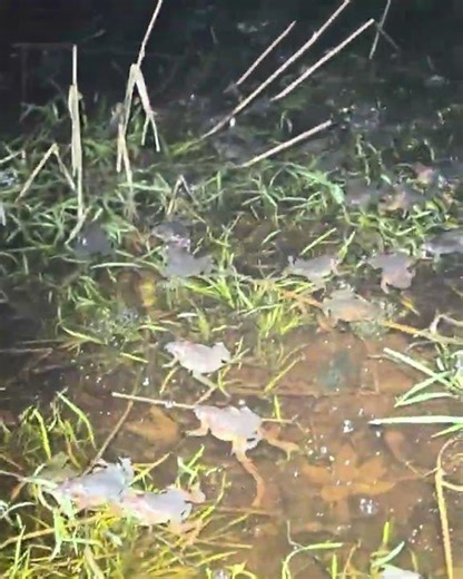 Spring Frog Frenzy - Maryland Department of Natural Resources