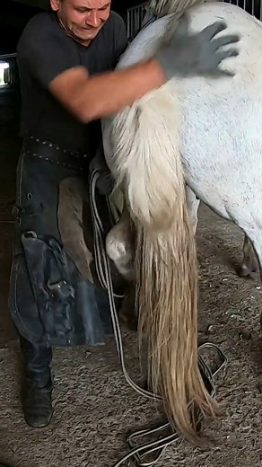 4.5K views · 26 reactions |  The Most Stubborn Horse in the World  Meet the horse that takes stubbornness to a whole new level! Watch as we try to handle and care for this incredibly obstinate equine. It’s a test of patience and skill like you’ve never seen before. Don’t miss this entertaining and challenging encounter! #StubbornHorse #EquineChallenges #HorseCare #AnimalCare #FarmLife #HorseLovers #PatienceAndSkill #EquineBehavior #MostStubbornHorse | Animal Factory | Facebook