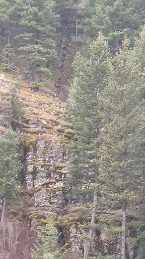 When we say pyrs like to roam, they like to roammmmmm! Hehe! Mr Beary, the Rock Climbing Great Pyrenees GPRM Alumni | Great Pyrenees Rescue, Montana